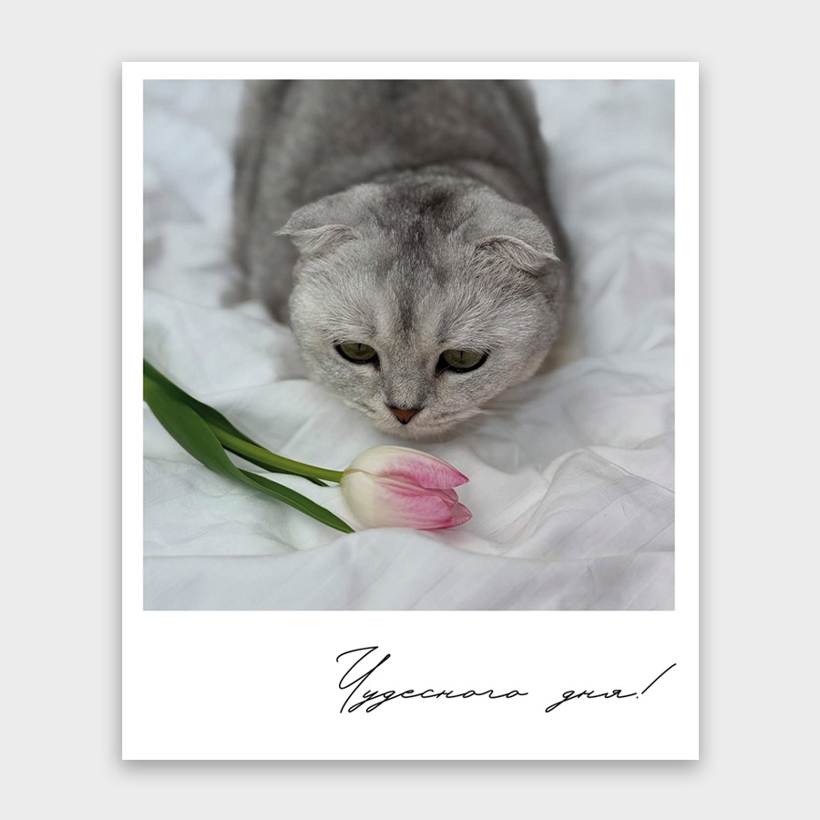 Фотокарточка «Чудесного дня»
